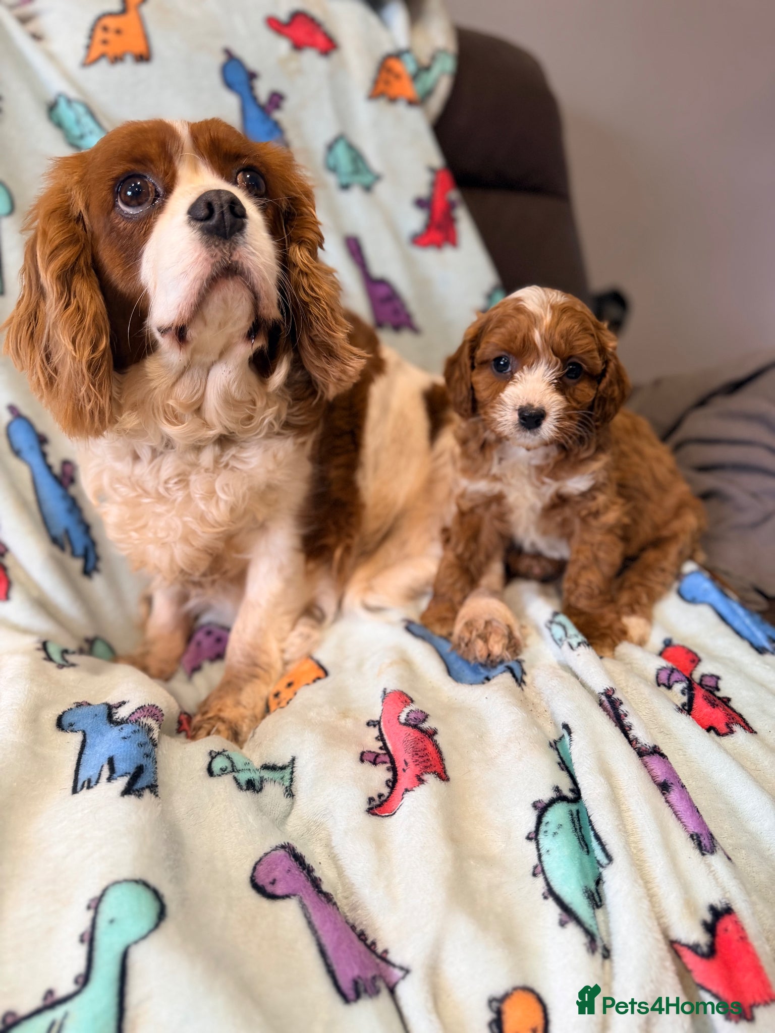 Cavapoo dogs H/T Fox Red F1 Male Cavapoo Puppies - Advert 2
