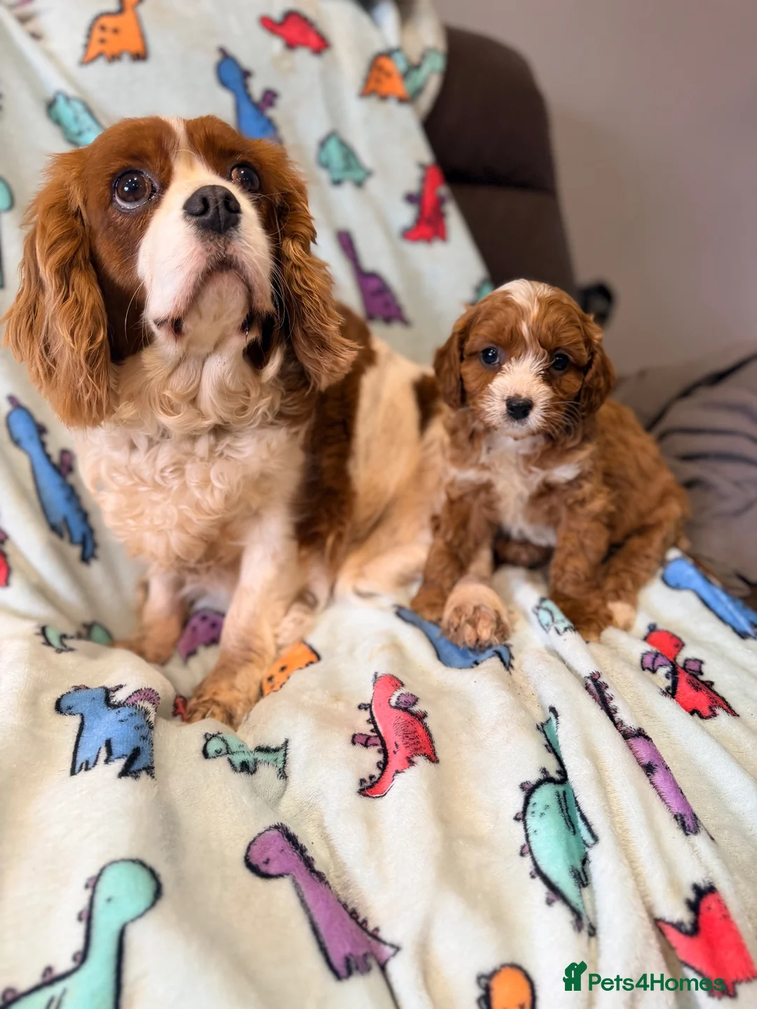Cavapoo dogs for sale: H/T Fox Red F1 Male Cavapoo Puppies - Advert 2