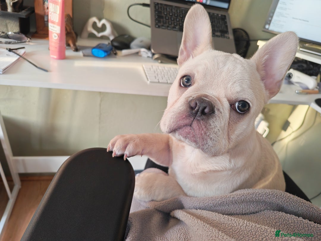French Bulldog dogs for sale: 13 week old KC registered French bulldog - Advert 9