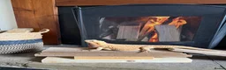 Bearded Dragon reptiles for sale: Beaded dragon in Peterborough - Advert 2