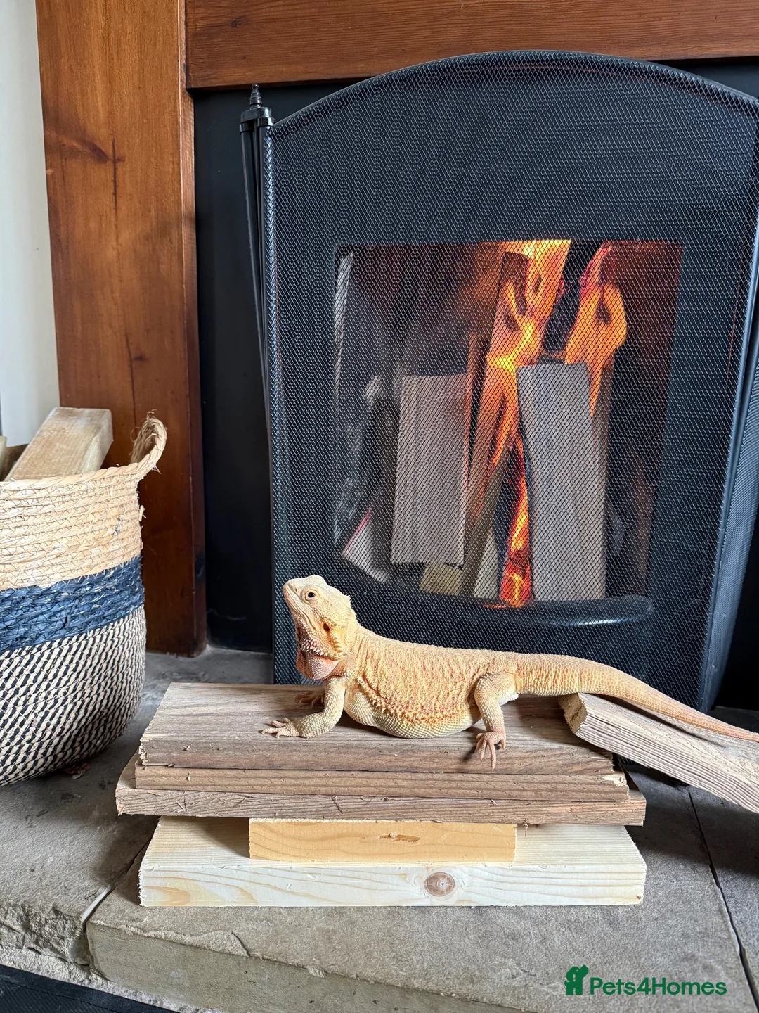 Bearded Dragon reptiles for sale: Beaded dragon in Peterborough - Advert 2
