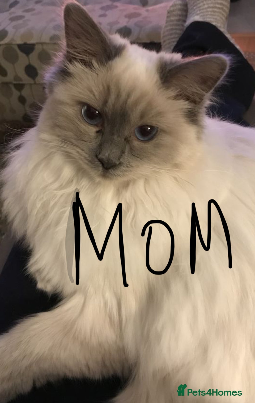 Mixed Breed cats for sale: Fluffy Flame point ragdoll kitten  - Image 2