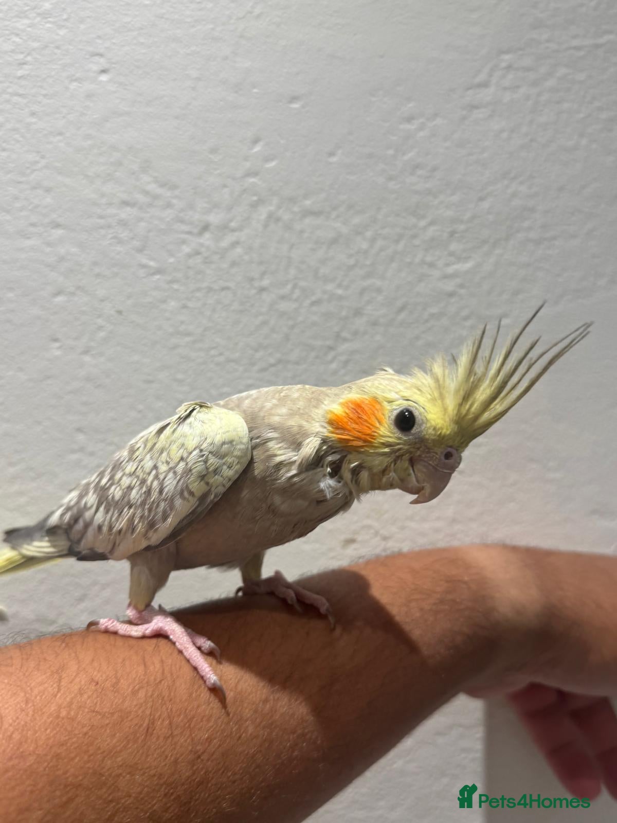 Cockatiels birds Hand Reared Silly Tamed Cockatiel - Advert 1