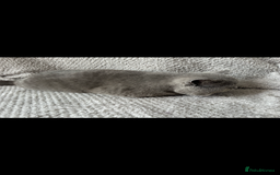 British Shorthair cats for sale: British Shorthair looking for home - Image 2