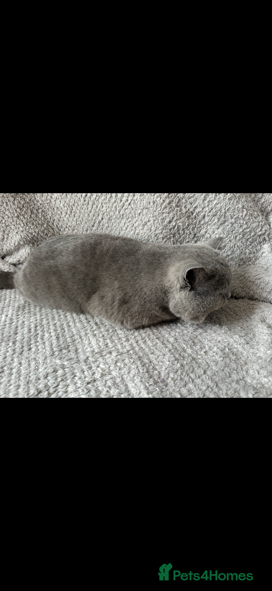 British Shorthair cats for sale: British Shorthair looking for home - Image 2