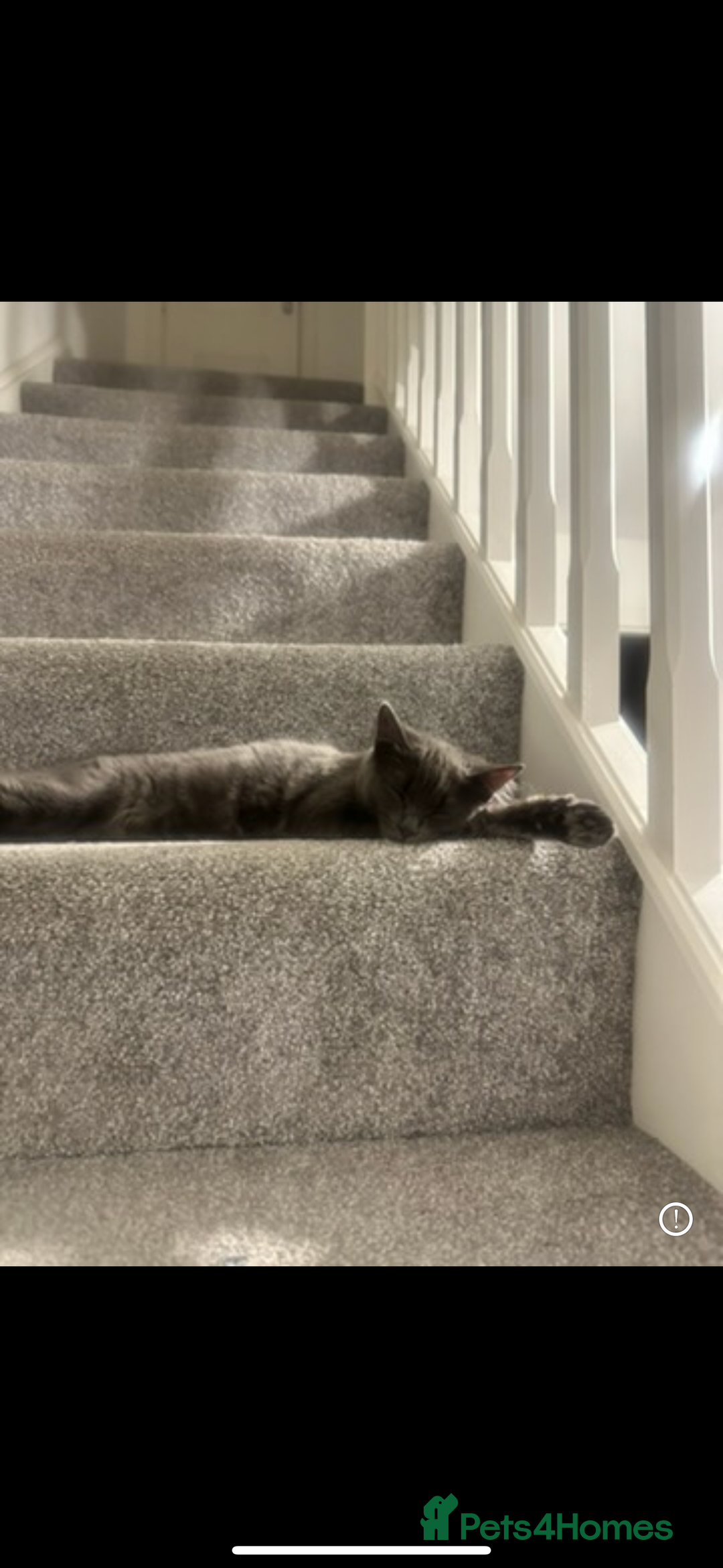 Mixed Breed cats for sale: Loving 10 month old looking for a new home  - Advert 1