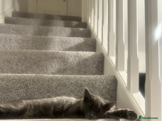 Mixed Breed cats Loving 10 month old looking for a new home - Advert 8