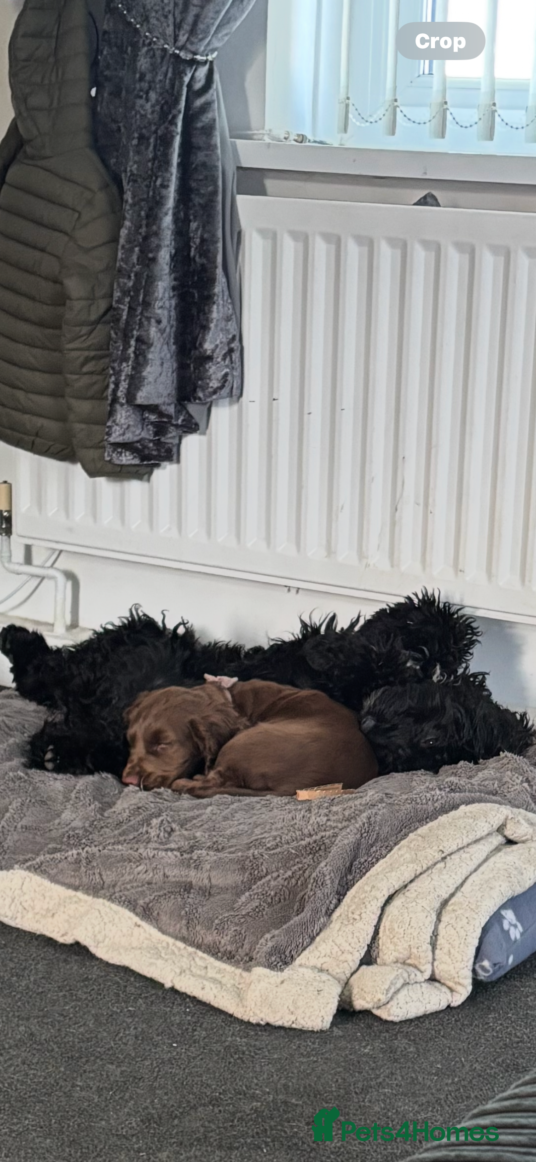 Cocker Spaniel dogs for sale: Chocolate cocker spaniel bitch  - Image 7