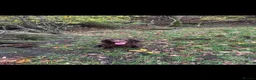 Cocker Spaniel dogs for sale: READY- KC Reg Working Cocker Spaniel male pups - Advert 4