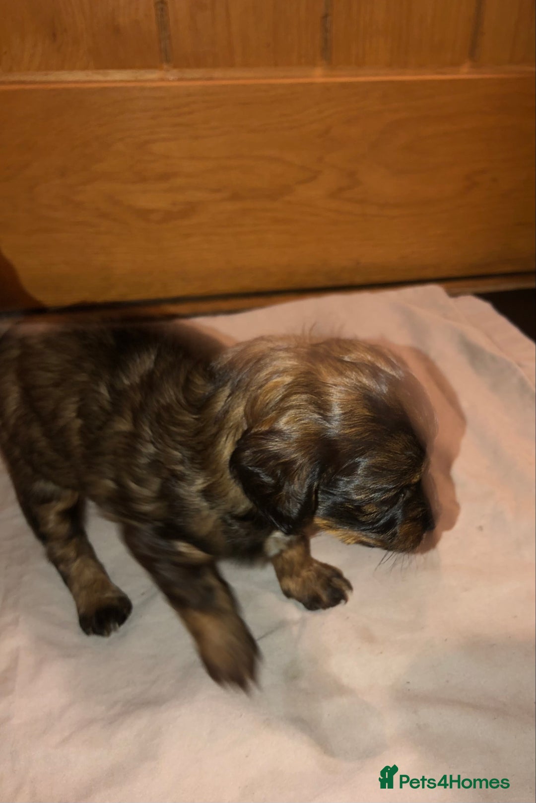 Cockapoo dogs for sale: Cockapoo puppies  - Advert 15