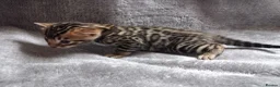 Bengal cats for sale: Traditional brown Bengal - Advert 3