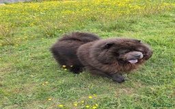 Chow Chow dogs for stud: Bule chow chow for stud - Image 3