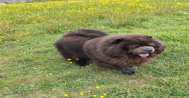 Chow Chow dogs - Advert 9