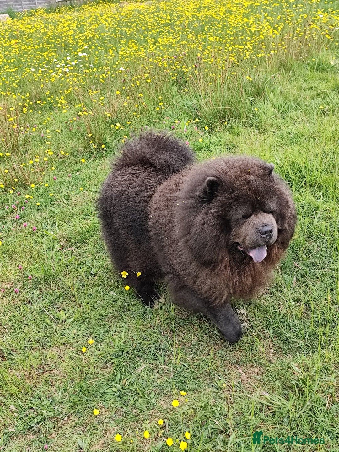 Chow Chow dogs for stud: Bule chow chow for stud - Image 3