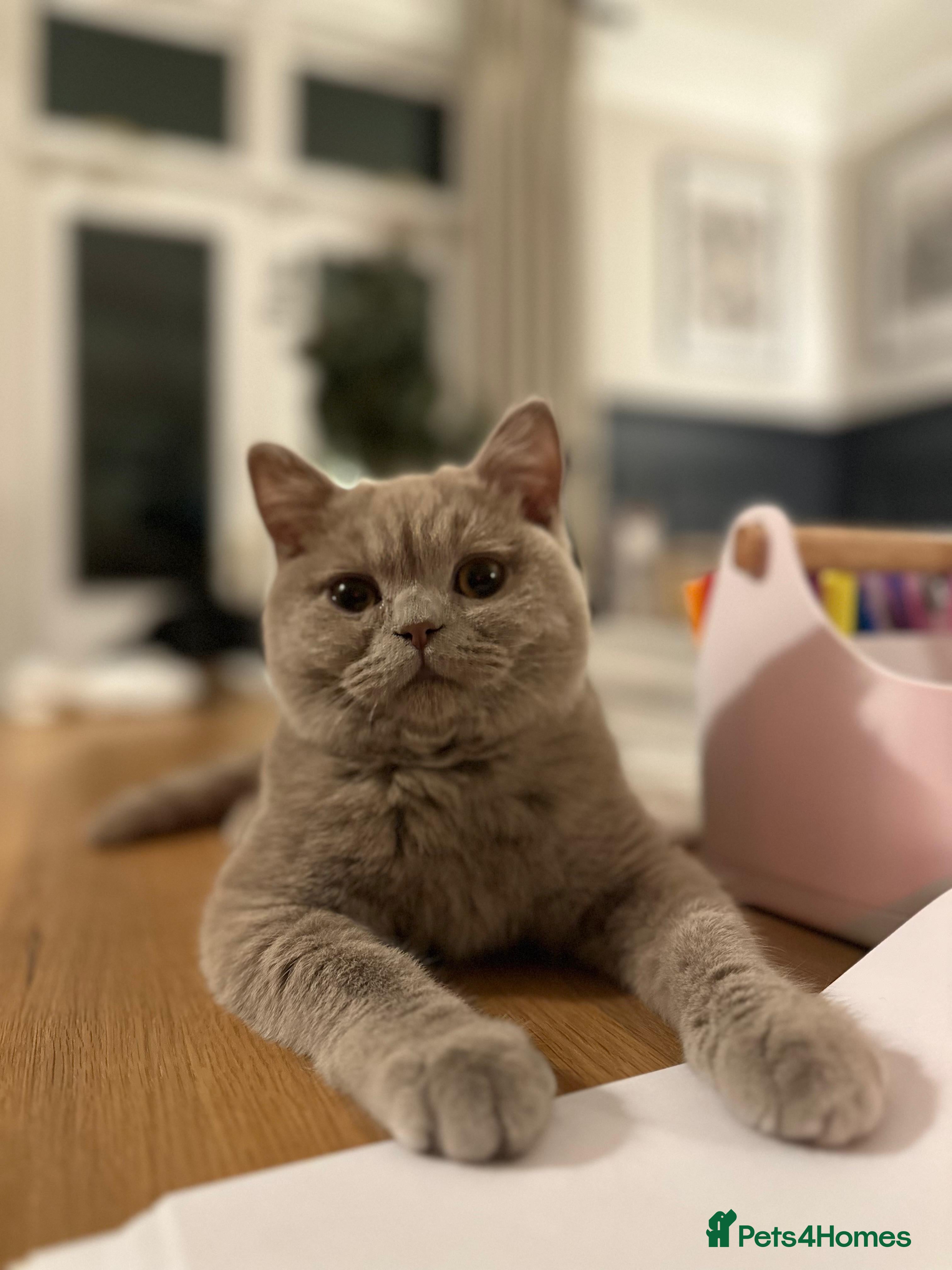 British Shorthair cats Ted - 17 month lilac British Shorthair in Bromsgrove - Advert 1
