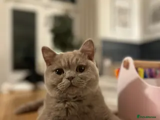 British Shorthair cats Ted - 17 month lilac British Shorthair in Bromsgrove - Advert 1