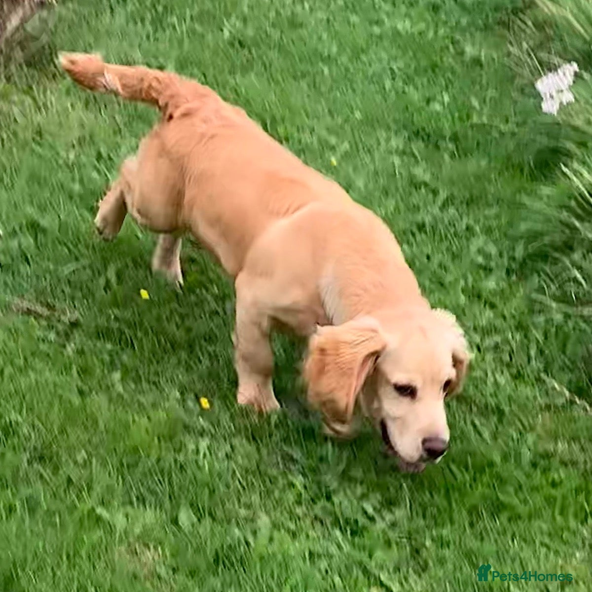 Cocker Spaniel dogs Woodybrook Ted - Advert 6