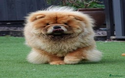 Chow Chow dogs for sale: 🧸🧸Beautiful litter of chow chow puppies🧸🧸 - Image 19