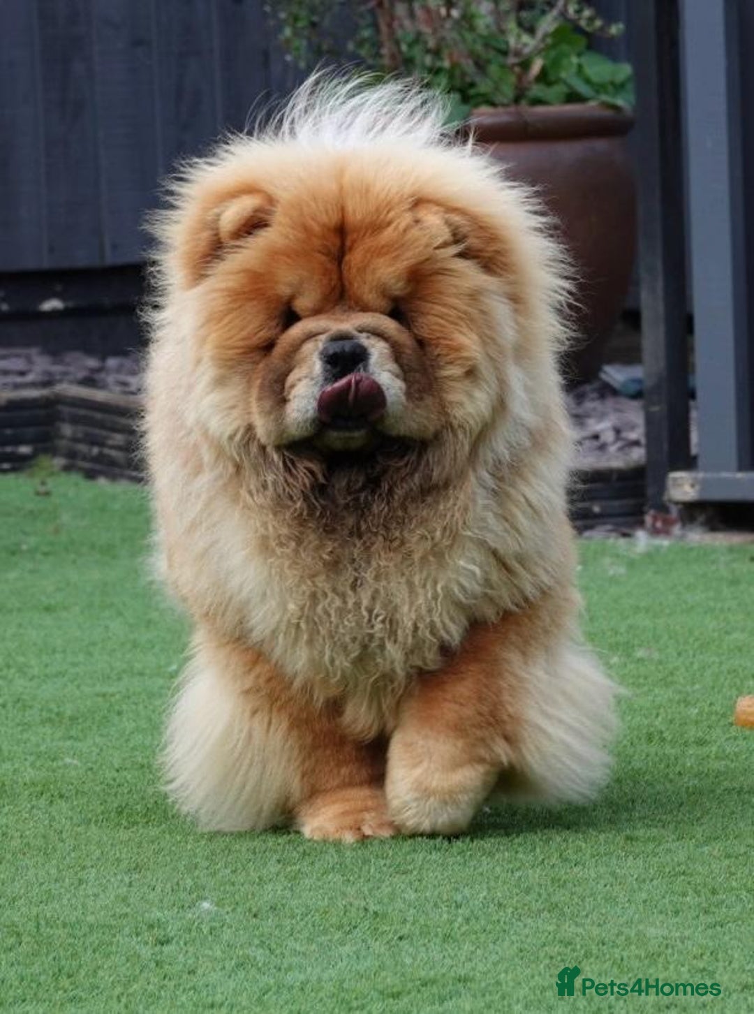 Chow Chow dogs for sale: 🧸🧸Beautiful litter of chow chow puppies🧸🧸 - Image 19