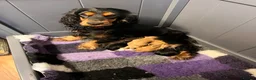 Cocker Spaniel dogs for sale: ** Show Cocker Spaniel Pups ** - Advert 10