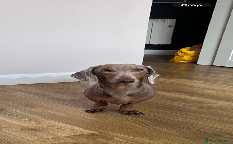 Dachshund dogs - Advert 6