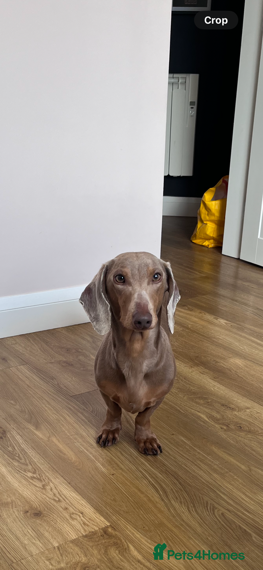 Dachshund dogs for sale: Male Dachshund for rehoming  - Image 1