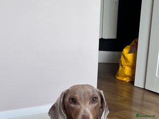 Dachshund dogs - Advert 32