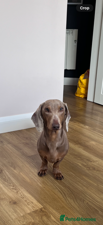 Dachshund dogs - Advert 10