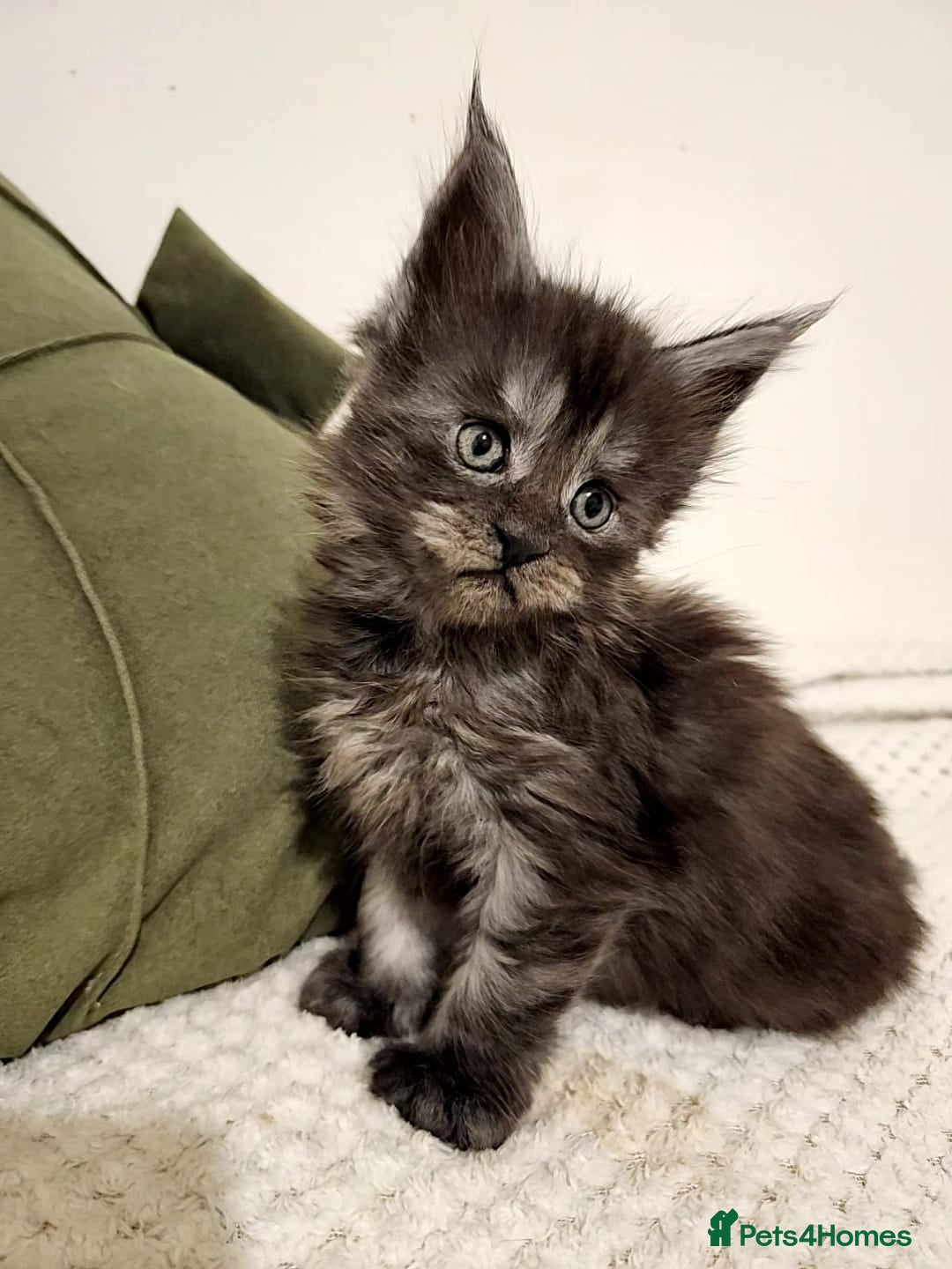 Maine Coon cats Maine coon kittens  - Advert 12