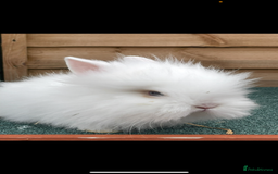 Lionhead rabbits for sale: Two male and two female - Advert 4