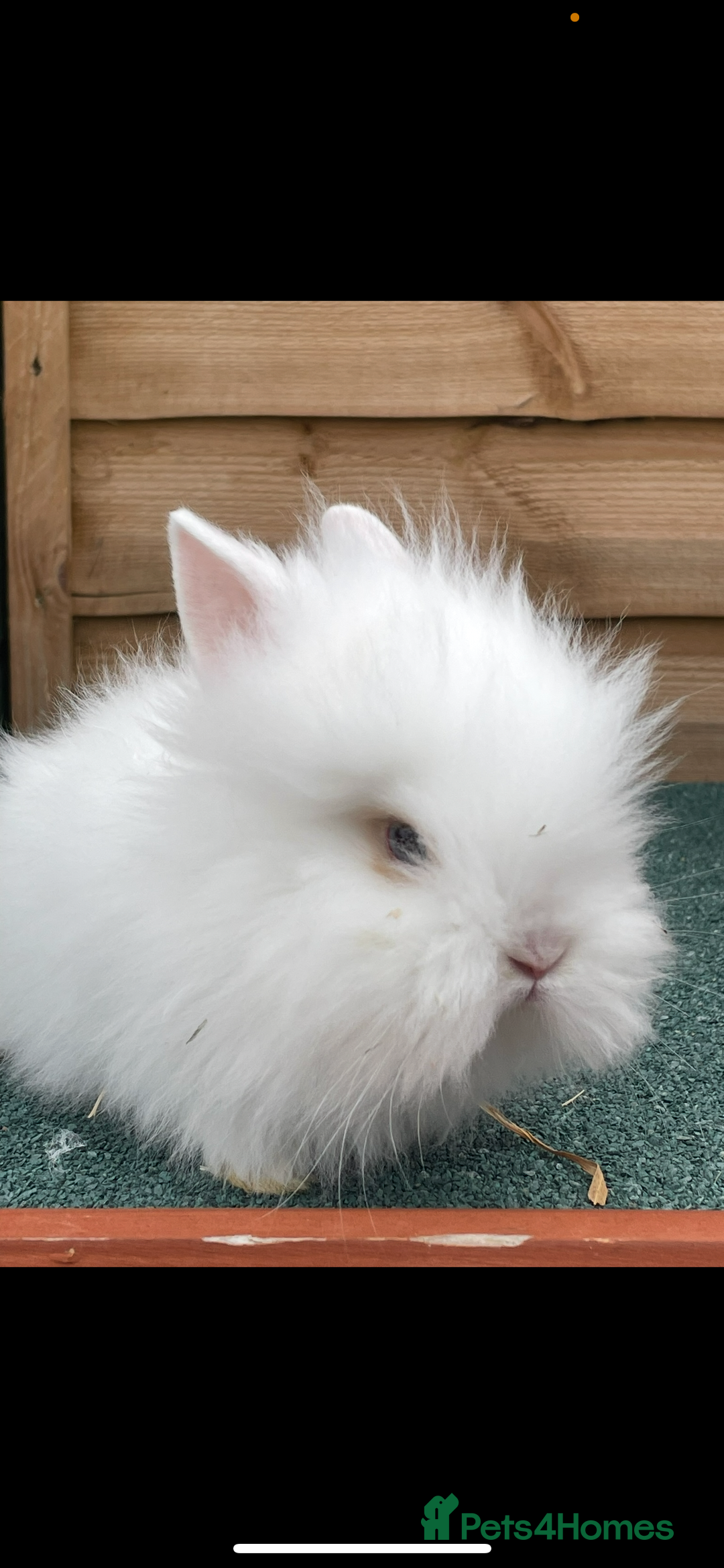 Lionhead rabbits for sale: Two male and two female - Advert 4