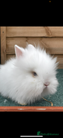 Lionhead rabbits Two male and two female - Advert 6