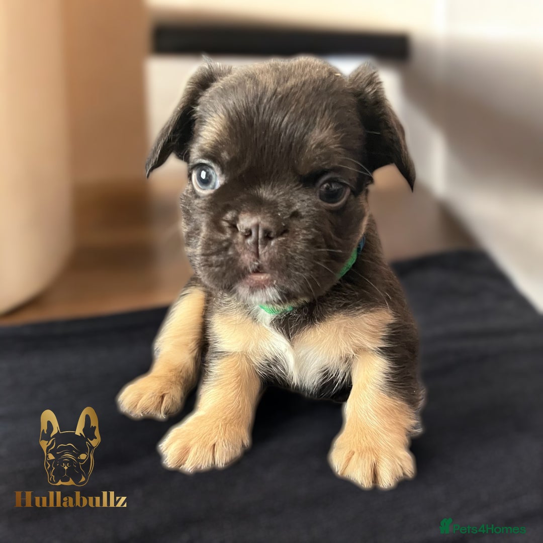 French Bulldog dogs for sale: **READY NOW - 1 Boy Left! Reduced** - Image 17