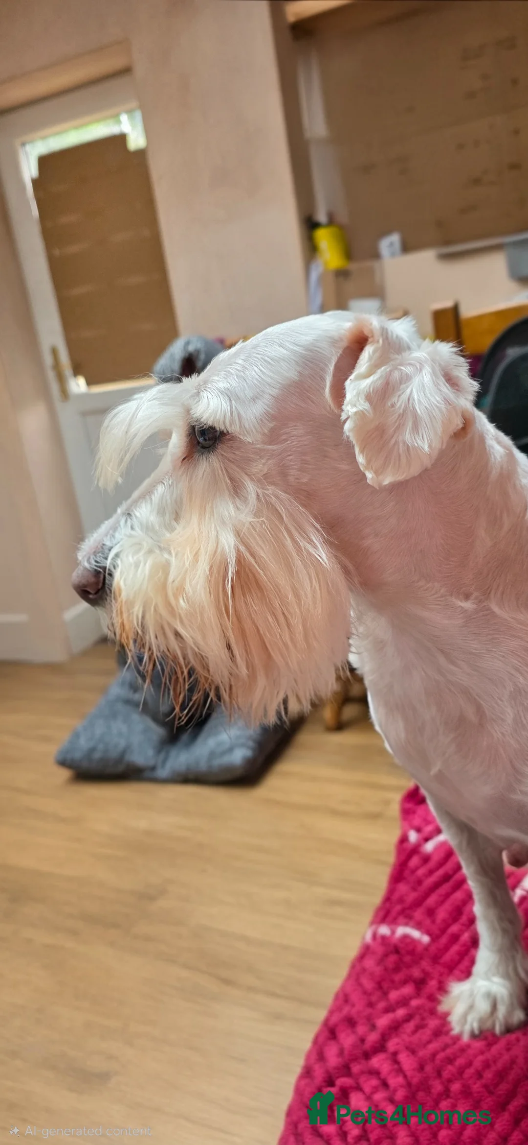 Schnoodle dogs for sale: Beautiful Schnoodles  - Advert 29