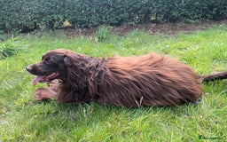 Sprocker dogs for stud: Dexter Sprocker - Image 12