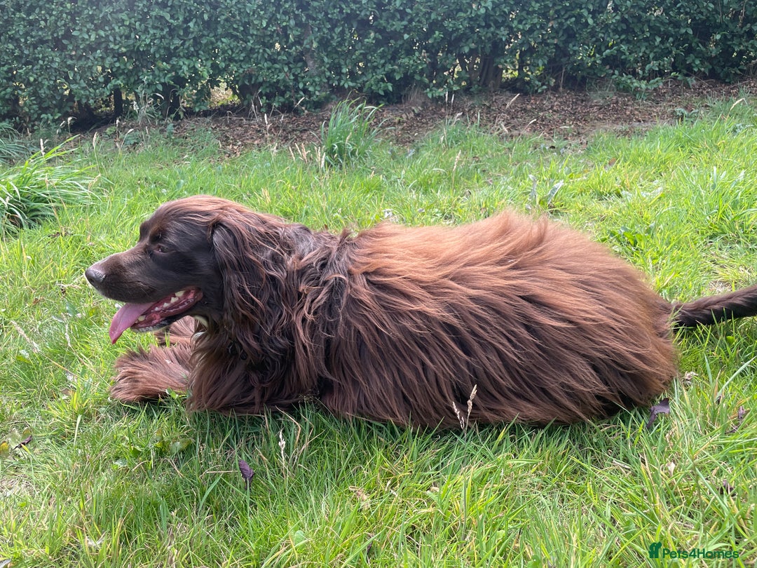 Sprocker dogs for stud: Dexter Sprocker - Image 12