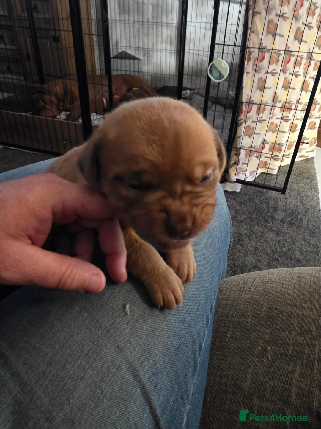 Dogue De Bordeaux dogs for sale: Chunky ddb puppies - Advert 2