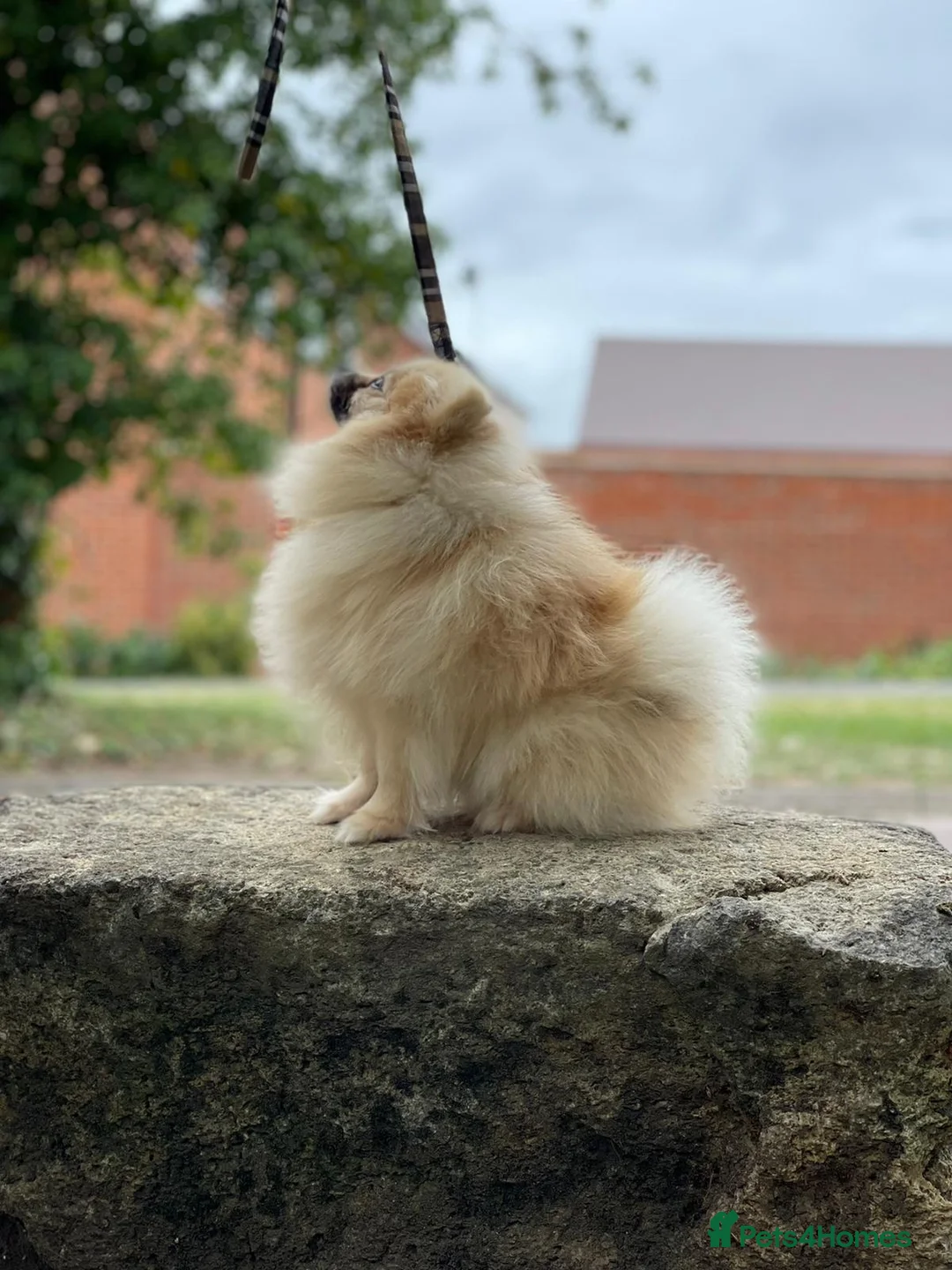 Pomeranian dogs for stud: Rocket Pomeranian stud  in Romford - Advert 15