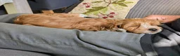 Cockapoo dogs for sale: Beautiful red pups from health tested parents - Advert 4