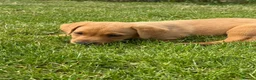 Labrador Retriever dogs for sale: 🧡Fabulous KC Fox Red Puppies.🧡 - Advert 10