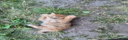 Mixed Breed cats for sale: Kittens Looking for Loving Homes - Advert 18