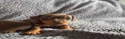 Miniature Dachshund dogs for sale: Chocolate and tan miniature dachshunds - Advert 5