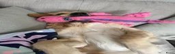 Golden Retriever dogs for sale: 11 month male golden retriever  in High Wycombe - Advert 3
