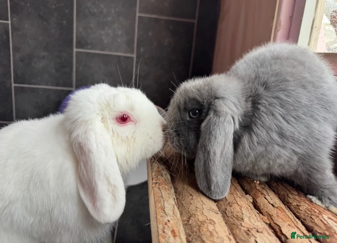 Mini Lop rabbits for sale: Two Bonded Male Bunnies plus 3x2M Bunny House in Aylesbury - Advert 1
