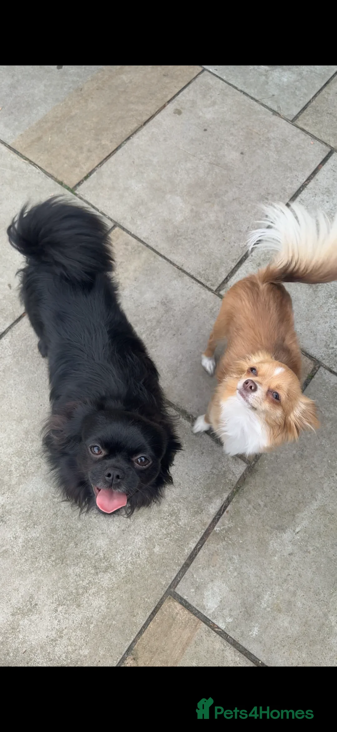 Chihuahua dogs for sale: 🐾 Stunning Long-Haired Chihuahua Puppies - Advert 2