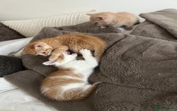 Mixed Breed cats for sale: Beautiful Kittens for sale - Image 20