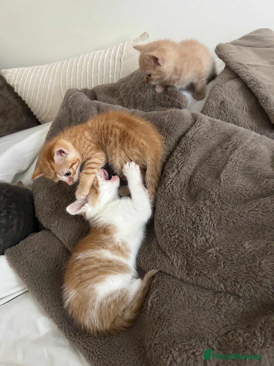 Mixed Breed cats for sale: Beautiful Kittens for sale - Image 20