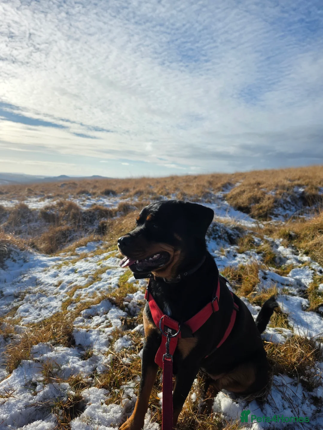 Rottweiler dogs for sale: Female rottweiller - Advert 2