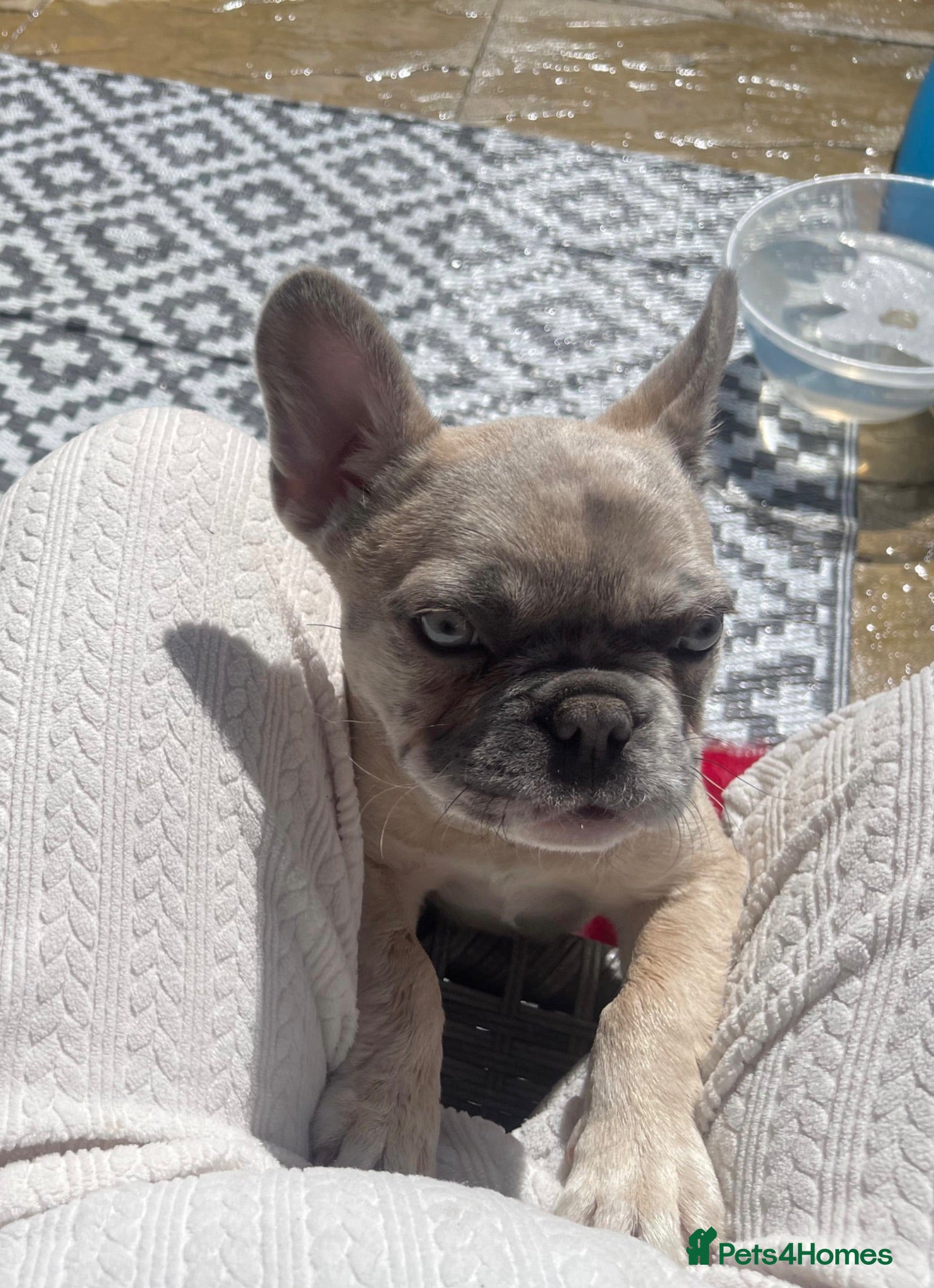 French Bulldog dogs French bulldog creme - Advert 1