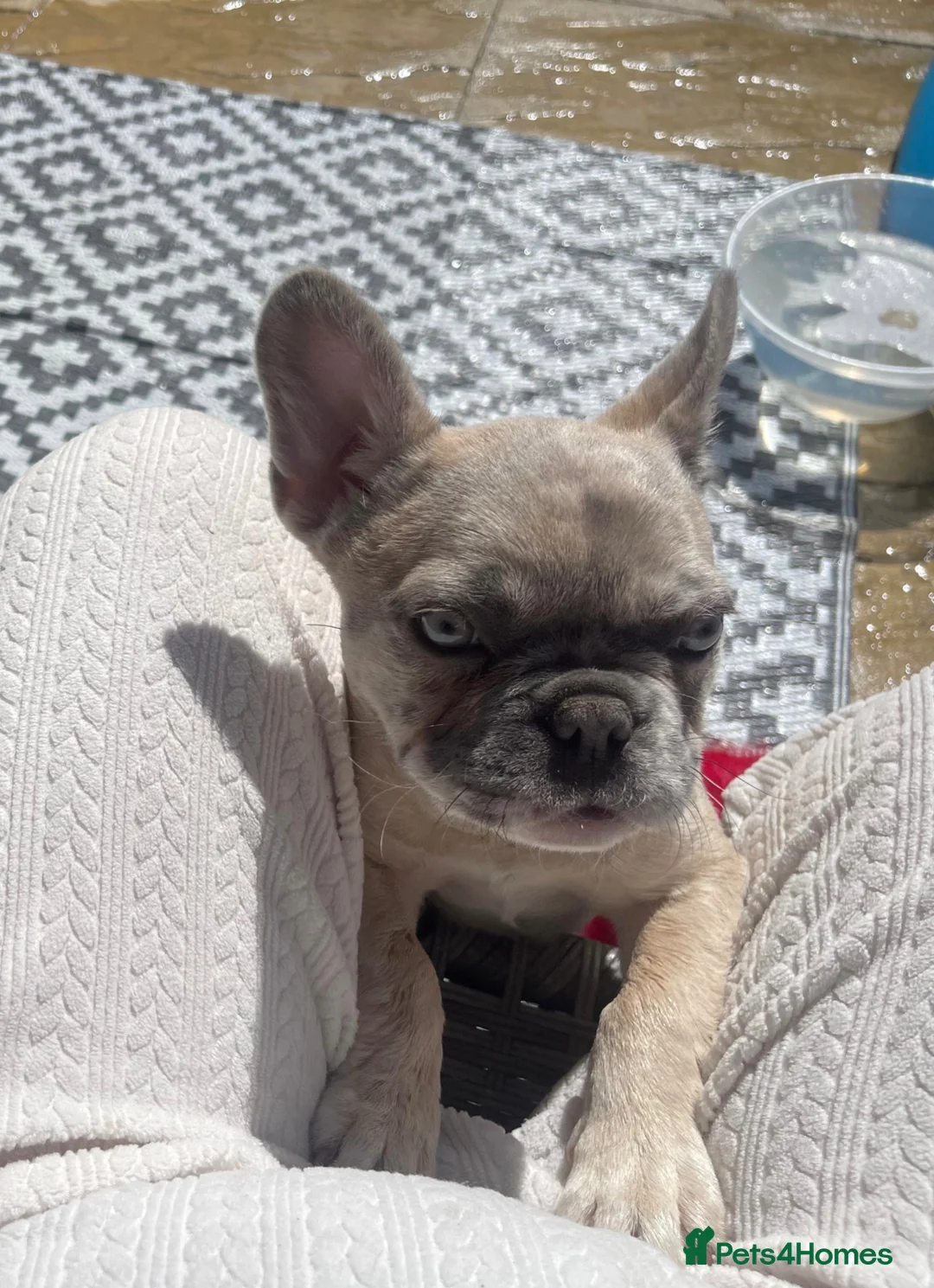 French Bulldog dogs for sale: French bulldog creme in Romford - Advert 1